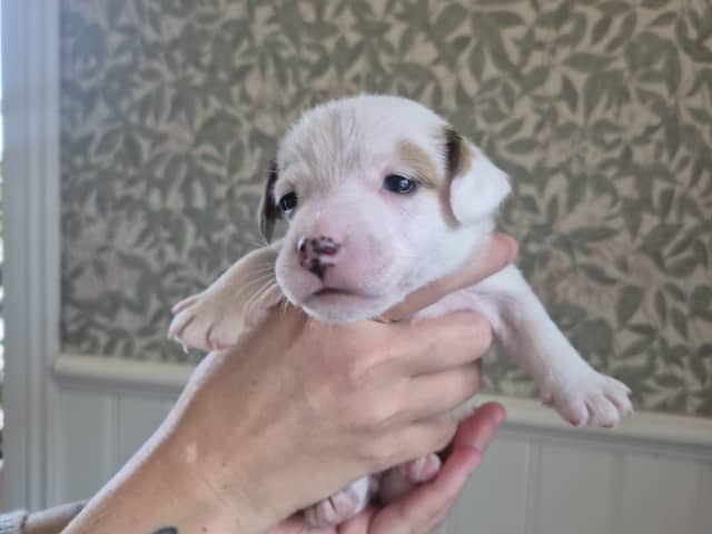 Jack Russell Terrier · Hudiksvall · Högskogens dröm