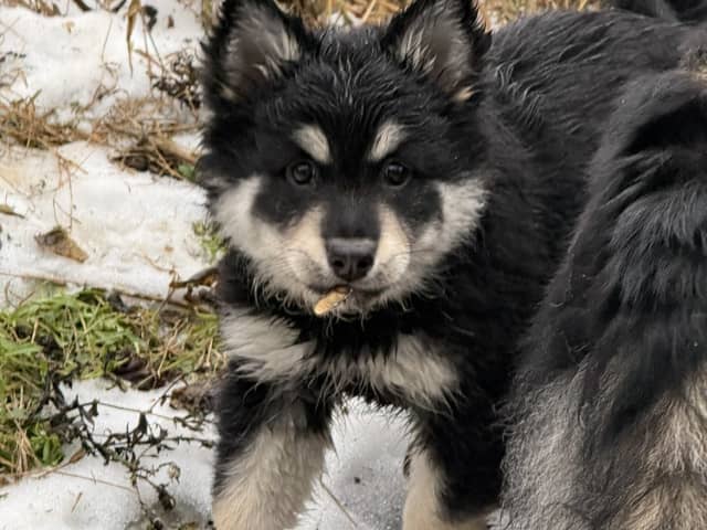 Finnish Lapphund