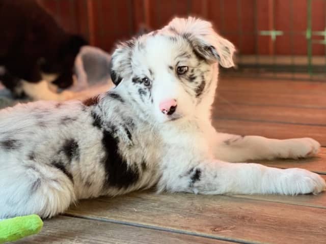 Miniature American Shepherd