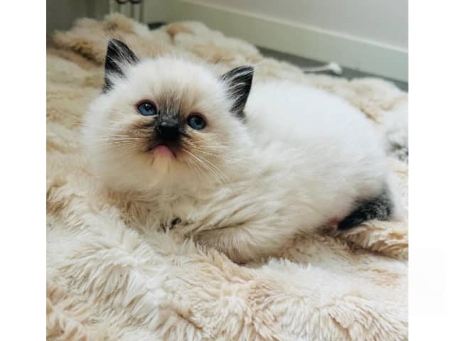 Ragdoll