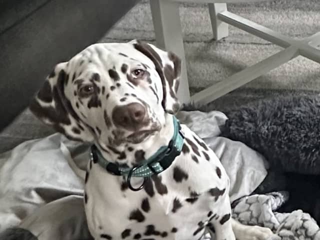Dalmatian