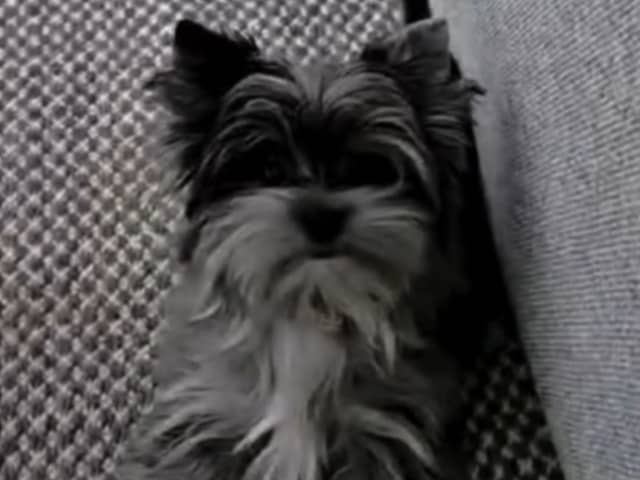 Yorkshire Terrier