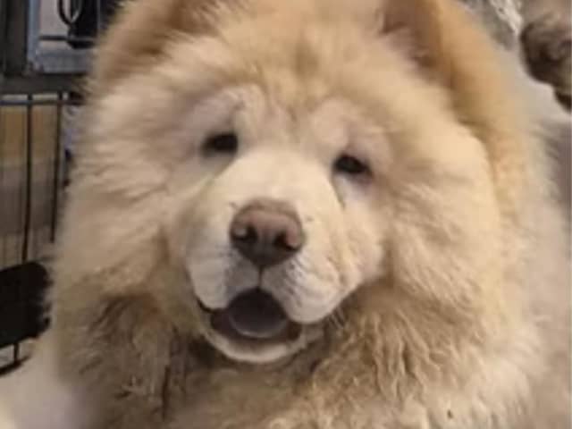 Chow Chow