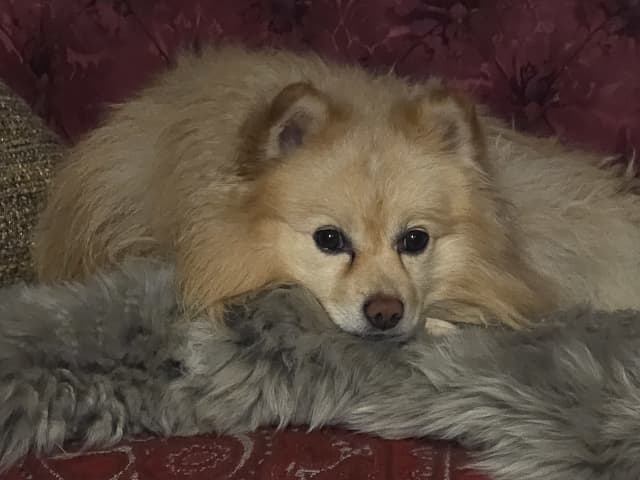 German Spitz – Mittelspitz · Luleå · Dålakungens kennel