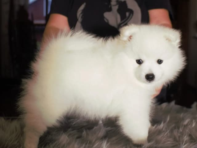 Japanese Spitz