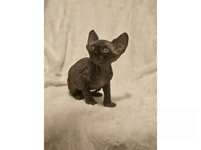 Sphynx · Hudiksvall · SE*Joy Fable
