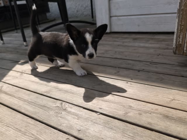 Welsh Corgi Cardigan