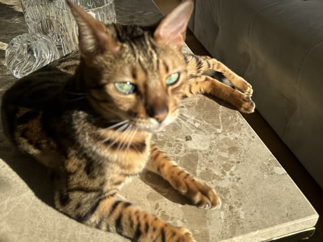 Bengal · Sundbyberg · Emina A.