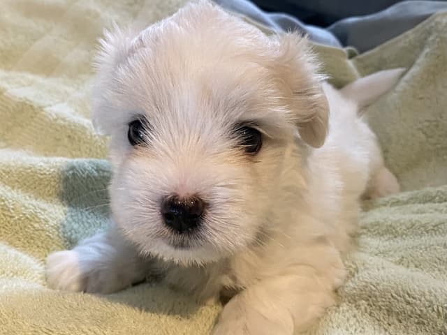 Coton de Tulear