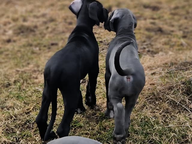 Great Dane (Grand danois)