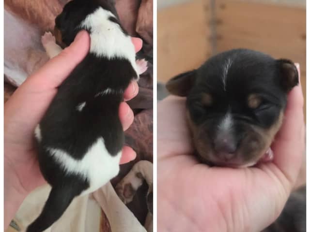 Brazilian Terrier