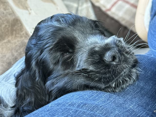 Cocker spaniel · Røyse · Kennel Fosliskrenten