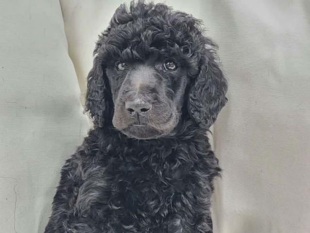 Standard Poodle · Brottby · Niktas fusion