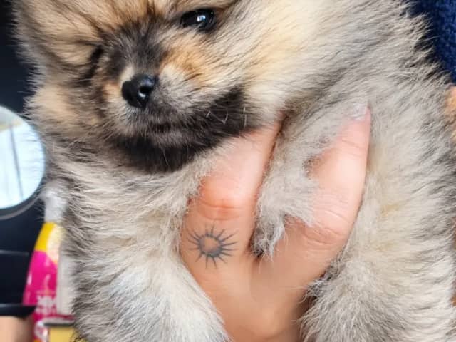 Pomeranian · Aurskog · Valentine Ai Nga Ly