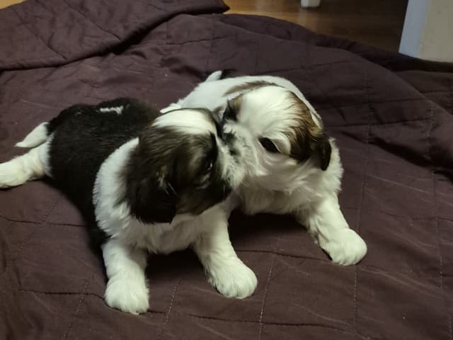 Shih Tzu