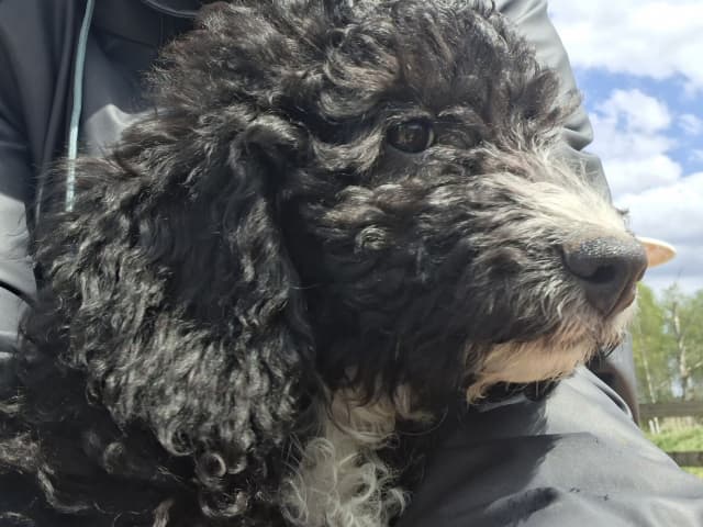 Bernedoodle
