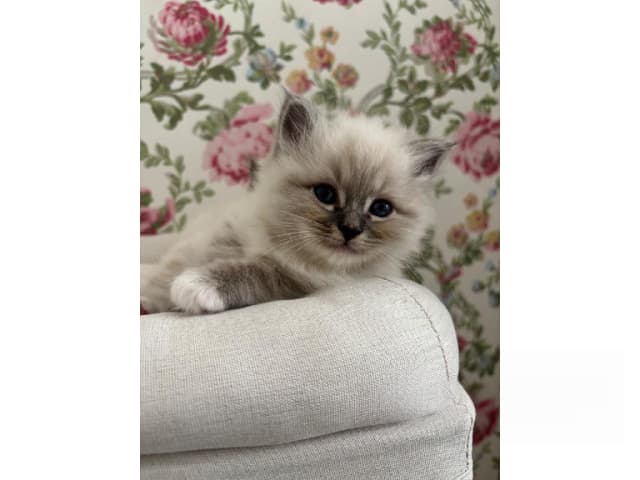 Birman
