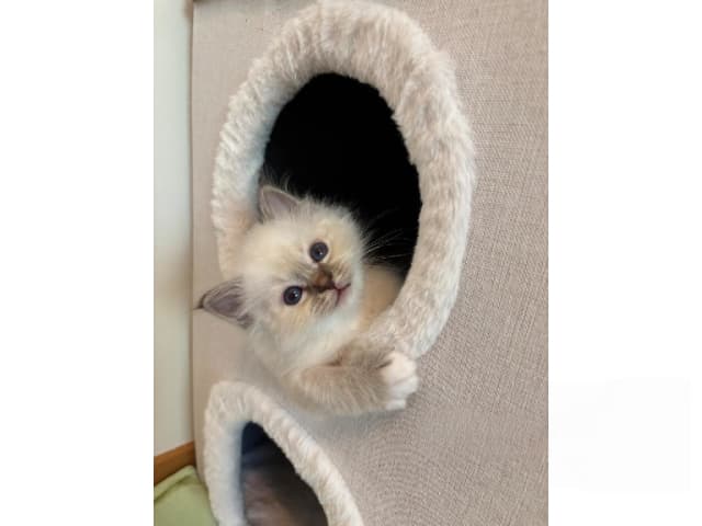 Birman