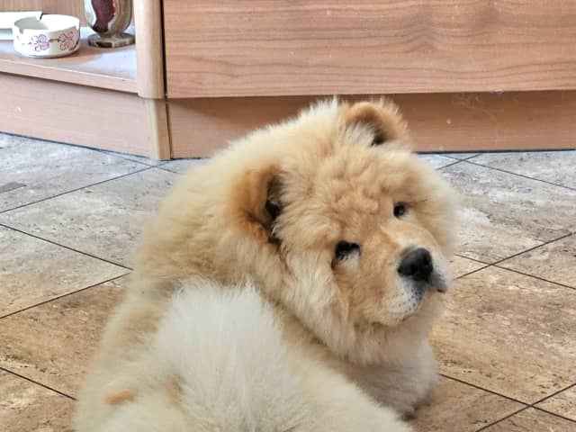 Chow Chow