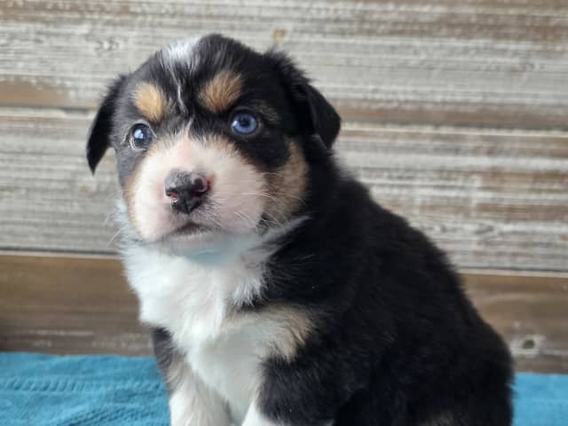 Australian Shepherd