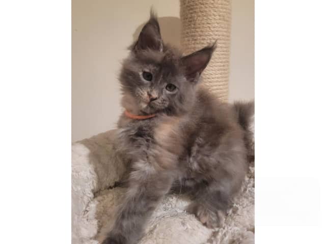 Maine Coon