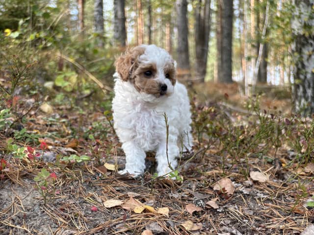 Cavapoo · Sala · Sallysshine