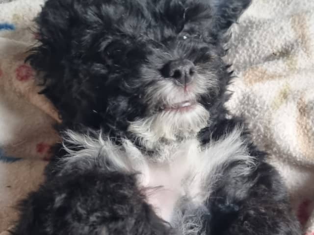 Maltipoo · Ystad · Jenny M.