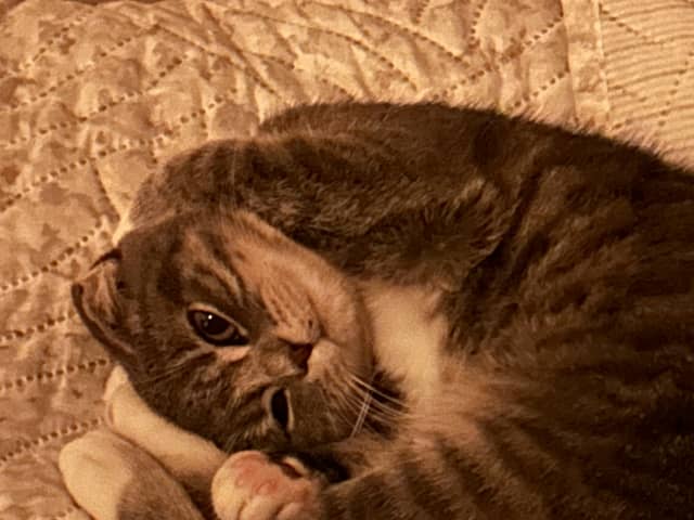 Scottish Fold