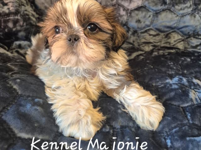 Shih Tzu
