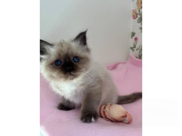 Birman