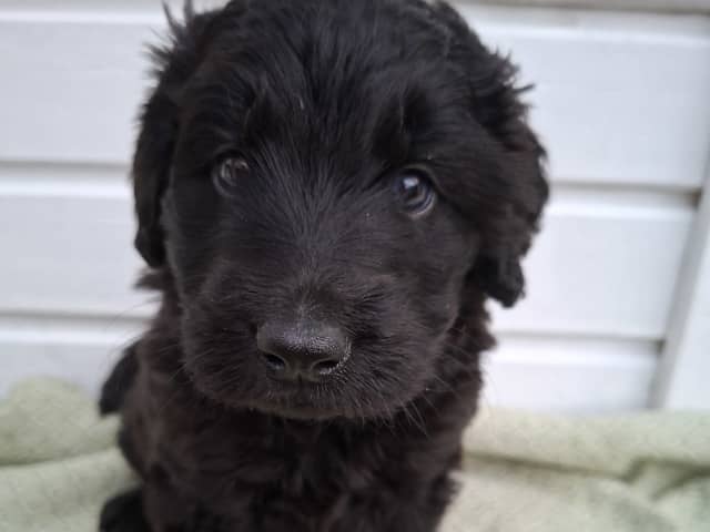 Labradoodle