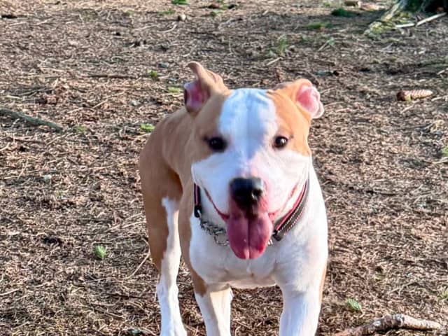 American Staffordshire Terrier
