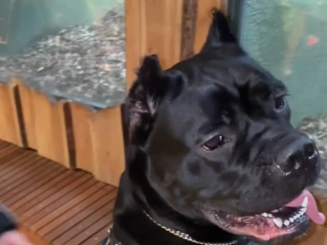 Cane Corso