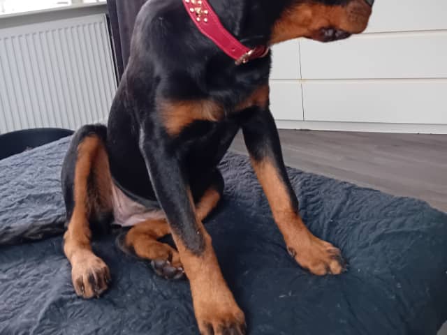 Rottweiler