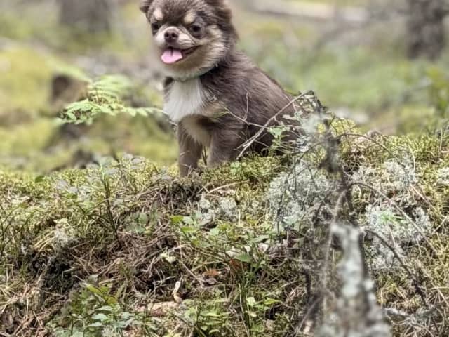 Chihuahua · Karlstad · Zusanna D.
