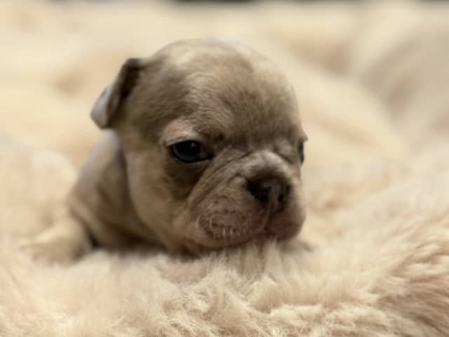 French Bulldog · Hörby · Chubby cheeks