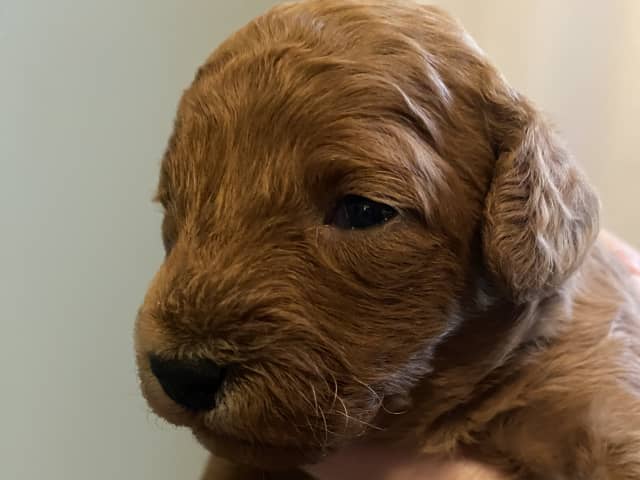 Cavapoo · Uppsala · Maria N.