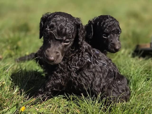 Medium Poodle