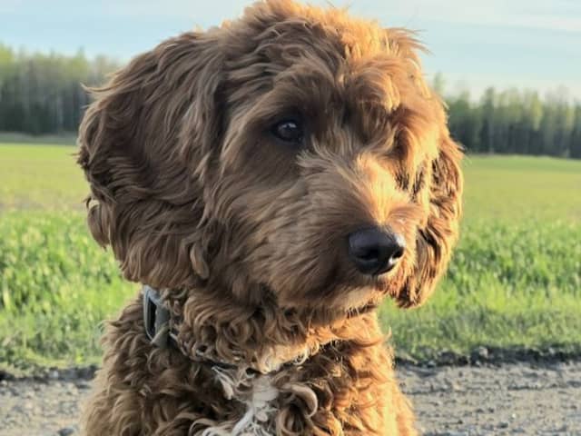 Labradoodle