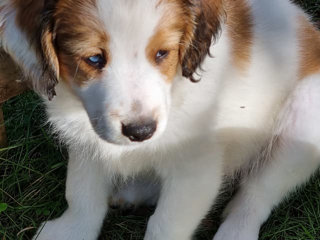 Dutch Kooikerhondje