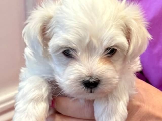 Maltese
