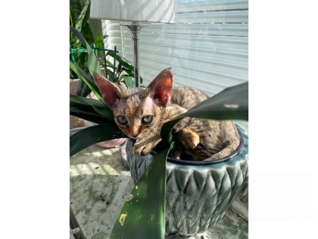 Devon Rex