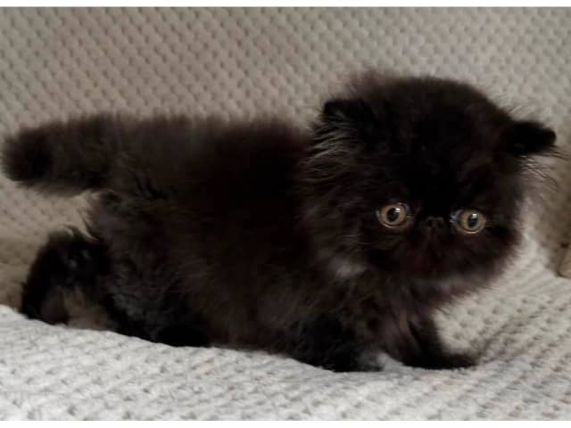 Persian