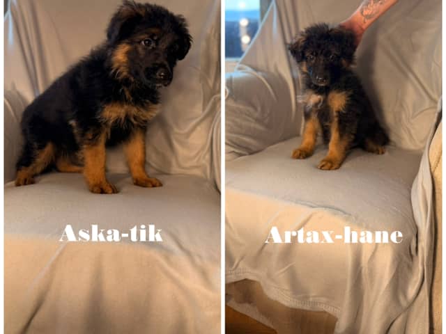 German Shepherd Dog