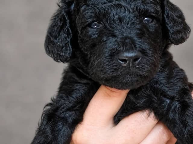 Medium Poodle