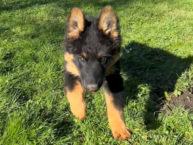 Bohemian Shepherd