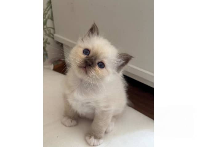 Birman
