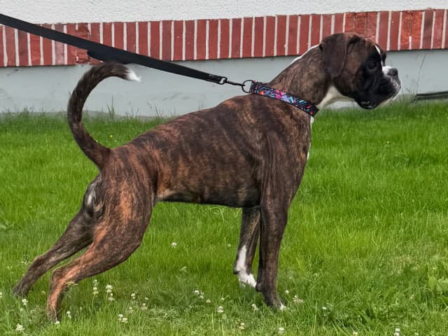Boxer