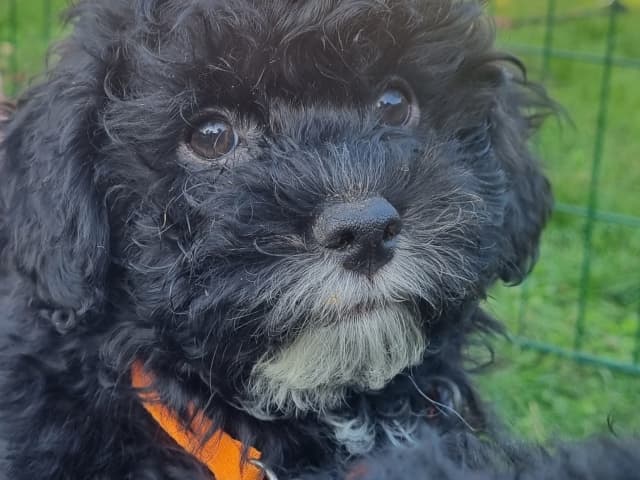 Maltipoo · Ystad · Jenny M.