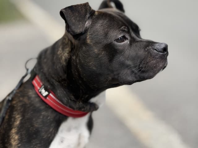 Staffordshire bull terrier
